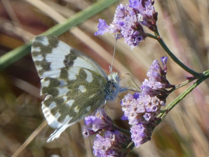Pontia edusa - rezedalepke