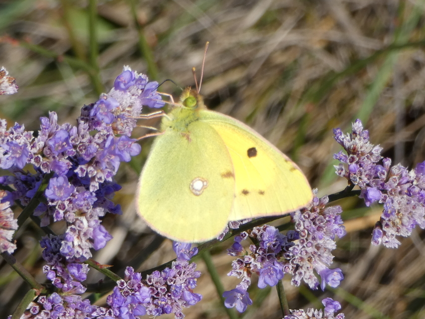 Colias croceus - sáfránylepke