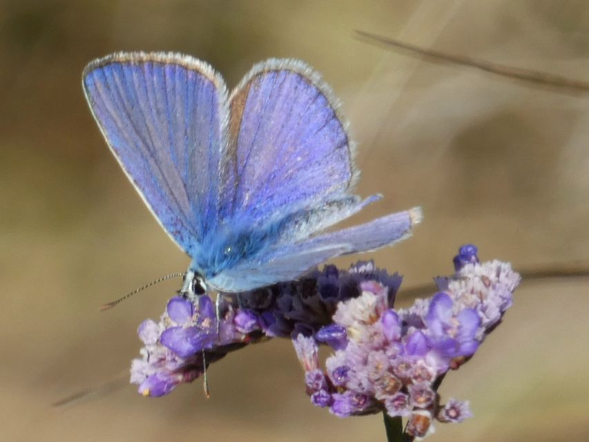 Polyommatus icarus - közönséges boglárka