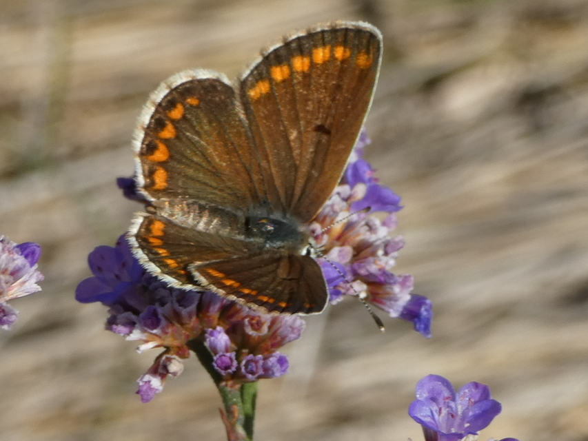 Aricia agestis - szerecsenboglárka