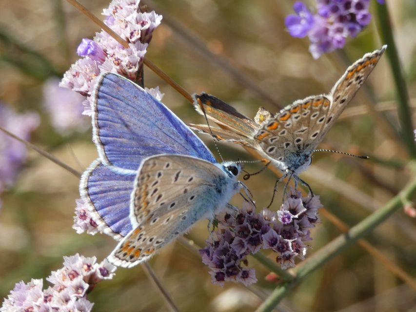 Polyommatus icarus - közönséges boglárka