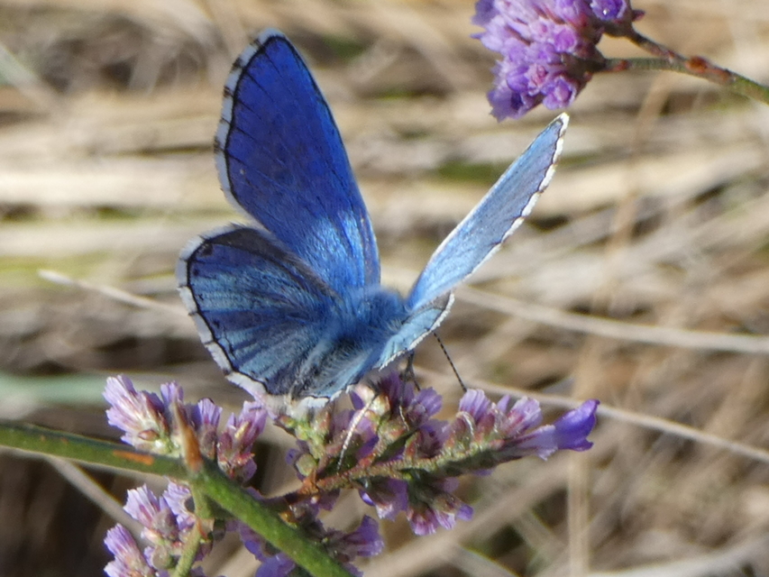 Polyommatus bellargus - égszínű boglárka