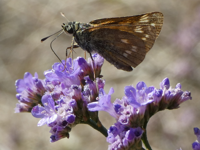 Ochlodes sylvanus - erdei busalepke