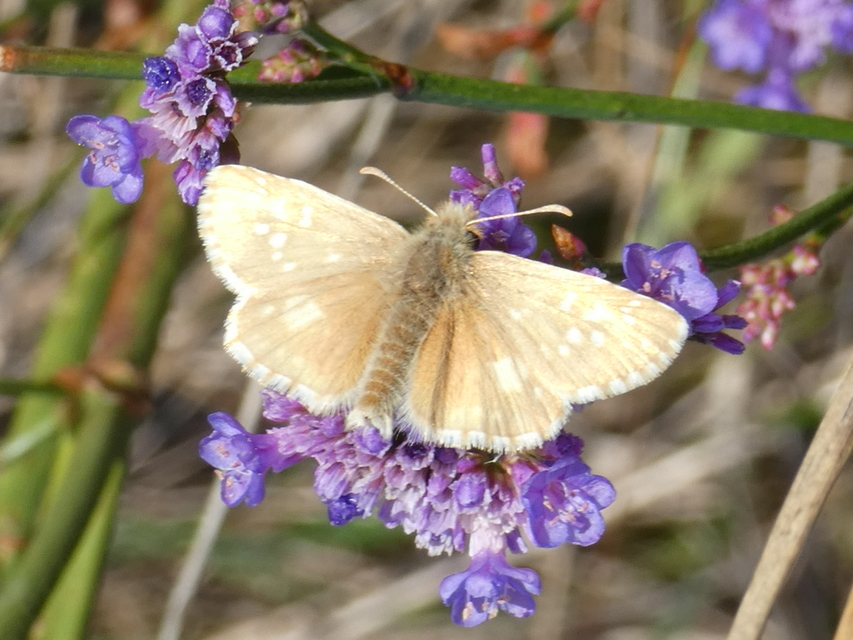 Pyrgus armoricanus - feles busalepke