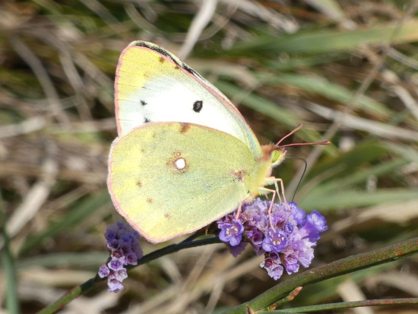 Colias croceus - sáfránylepke