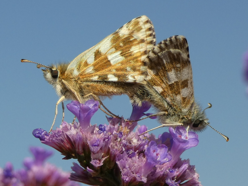 Pyrgus armoricanus - feles busalepke