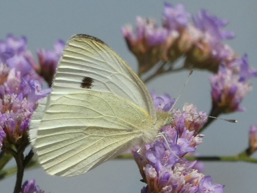 Pieris rapae - répalepke
