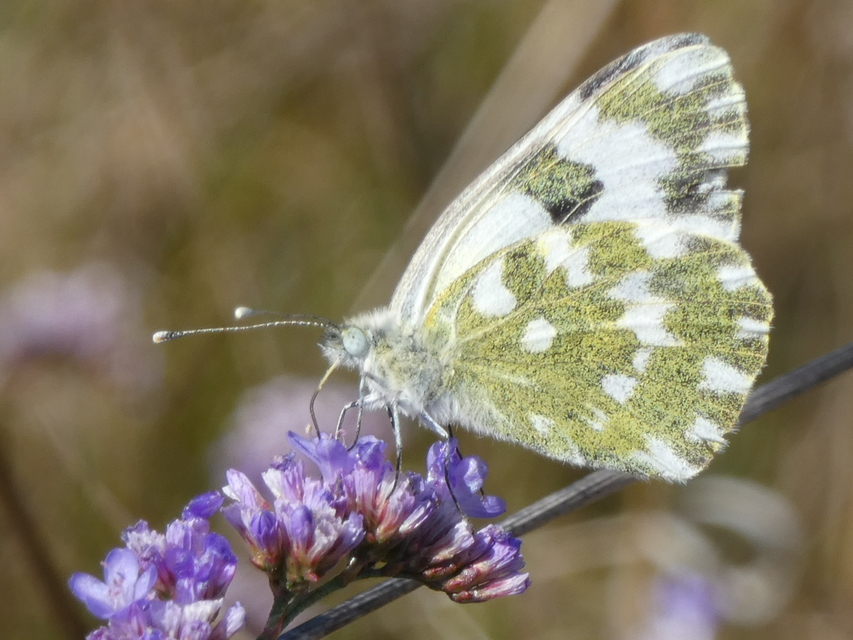 Pontia edusa - rezedalepke