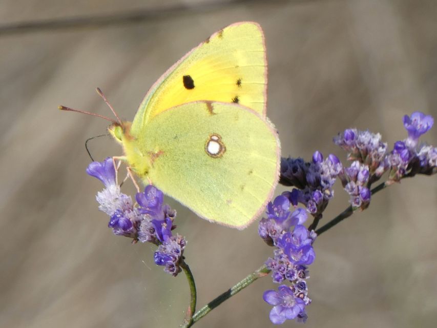 Colias croceus - sáfránylepke