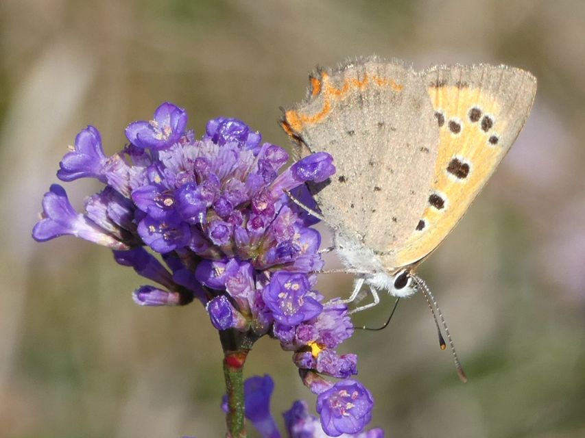 Lycaena phlaeas - közönséges tűzlepke