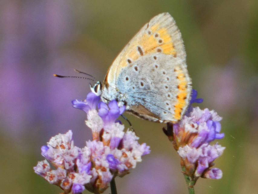 Lycaena dispar rutilus - nagy tűzlepke