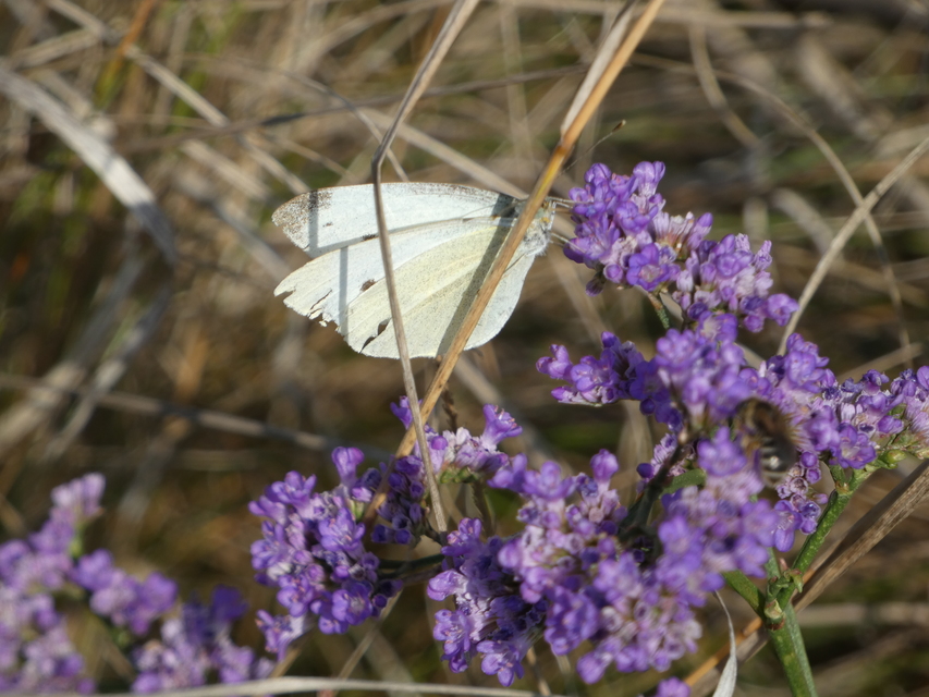 Pieris rapae - répalepke