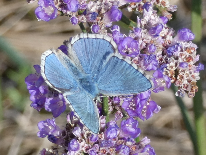 Polyommatus bellargus - égszínű boglárka