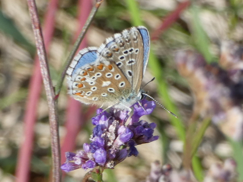 Polyommatus bellargus - égszínű boglárka