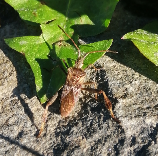 Leptoglossus occidentalis - nyugati levéllábú poloska