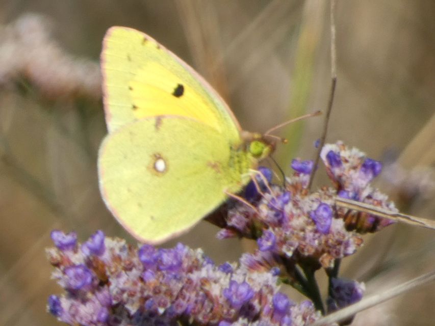 Colias croceus - sáfránylepke
