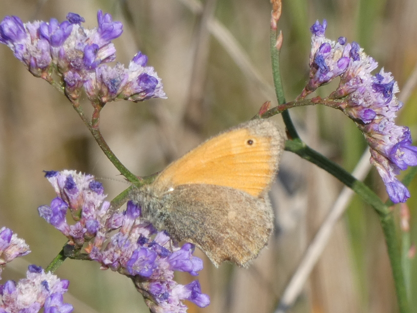 Coenonympha pamphilus - kis szénalepke