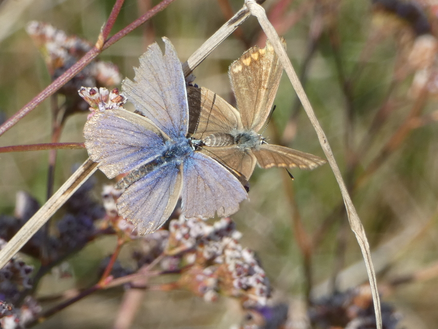 Polyommatus icarus - közönséges boglárka