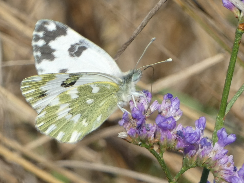 Pontia edusa - rezedalepke