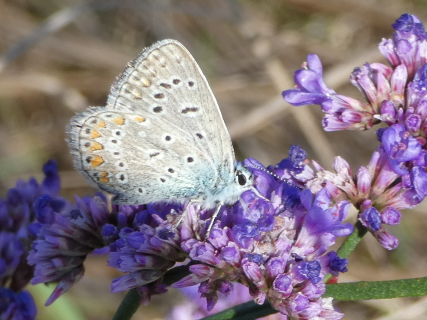 Polyommatus icarus - közönséges boglárka