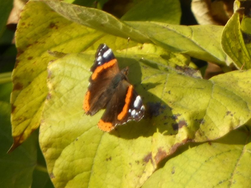 Vanessa atalanta - atalantalepke