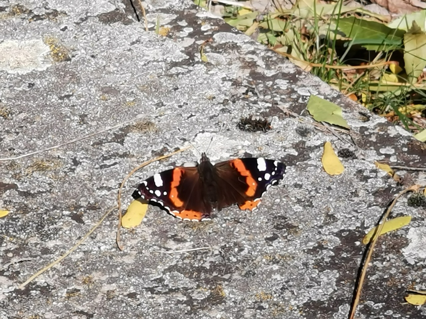 Vanessa atalanta - atalantalepke
