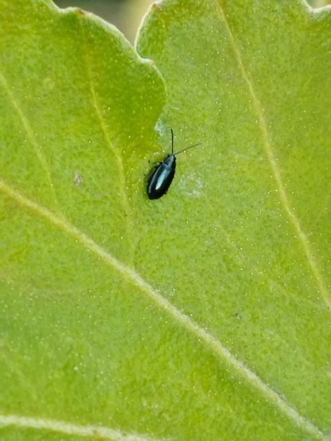 Phyllotreta