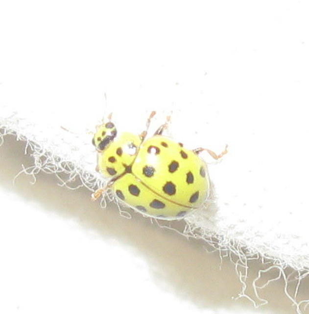 Psyllobora vigintiduopunctata - huszonkétpettyes katica