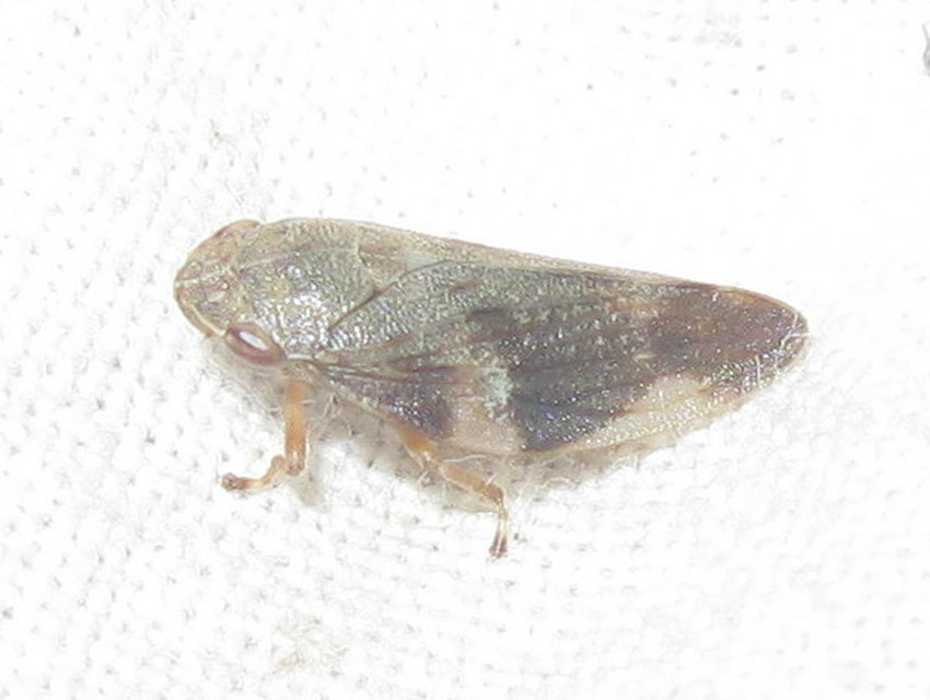 Aphrophora alni
