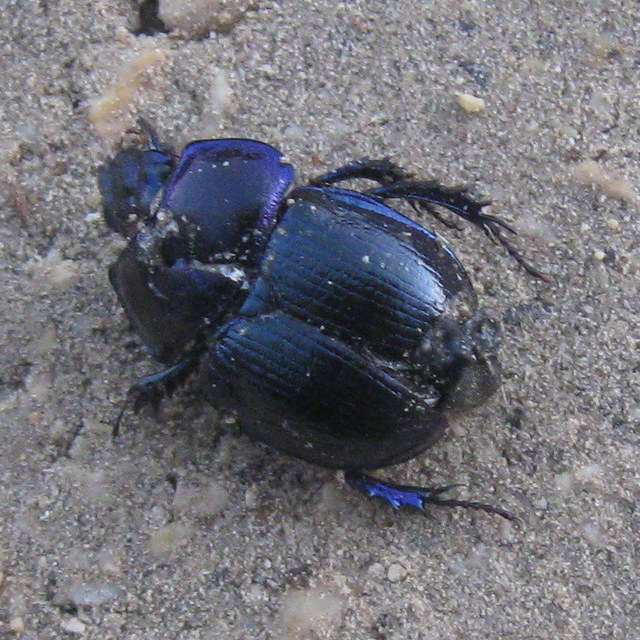 Anoplotrupes stercorosus - erdei álganéjtúró