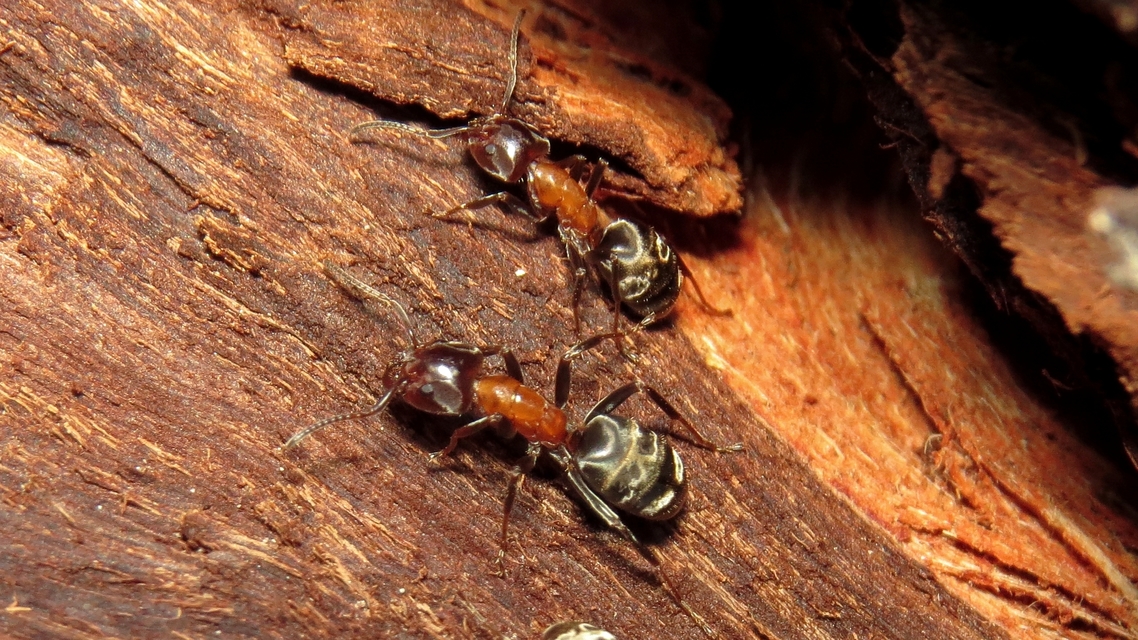 Liometopum microcephalum - tölgyfahangya