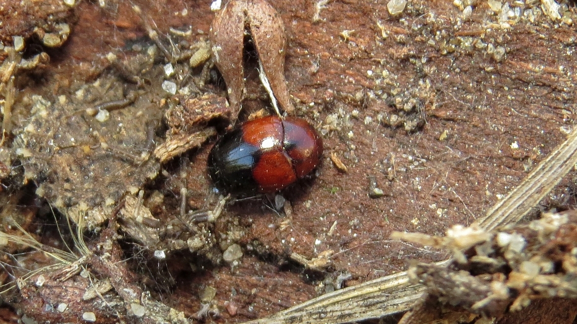 Tritoma bipustulata - feketenyakú tarbogár