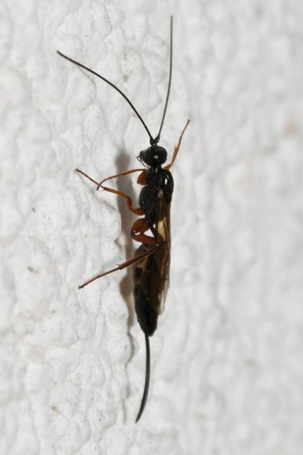 Tropistes nitidipennis
