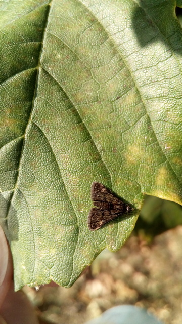 Heliothela wulfeniana - fényes kormosmoly