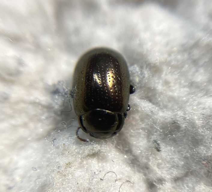 Chrysolina chalcites - homoki levelész Chrysolina chalcites - homoki levelész