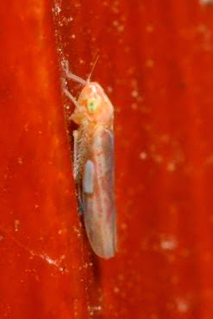 Zygina