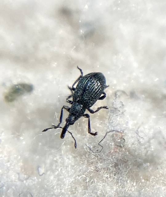Ischnopterapion virens - lóheregyökér-cickányormányos
