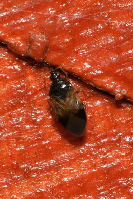 Anthocoridae - virágpoloskák Anthocoridae - virágpoloskák