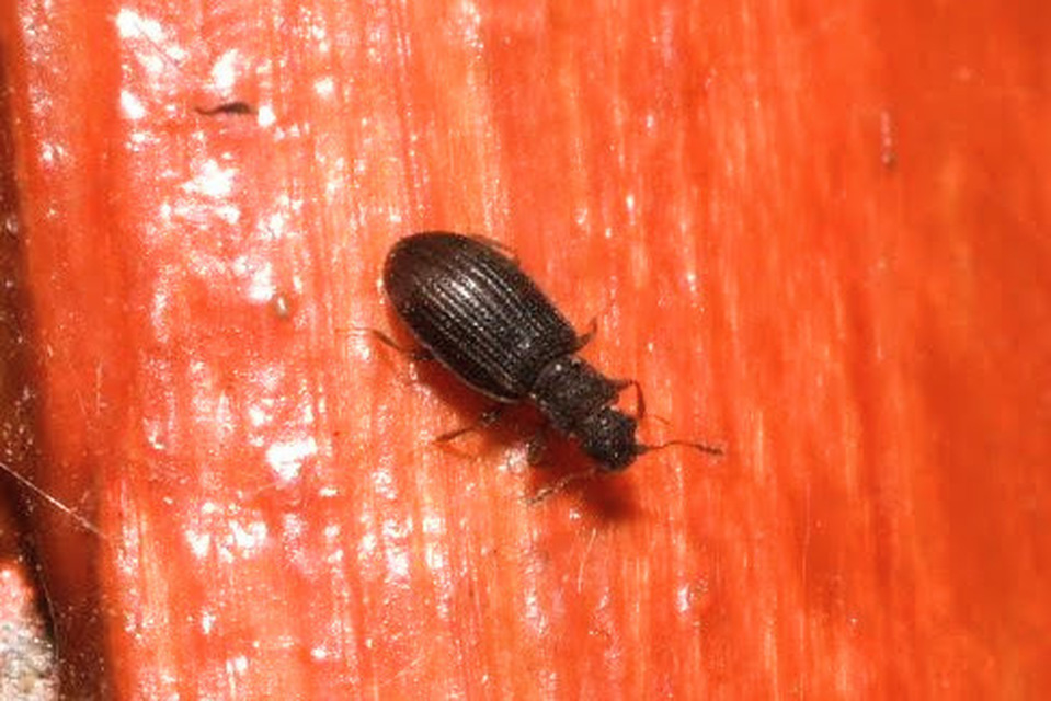 Latridius Latridius