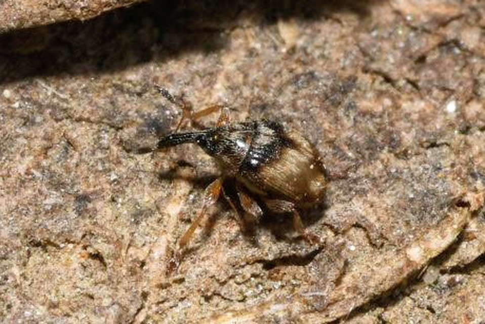 Nanophyes marmoratus - simacombú füzényormányos