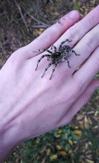 Lycosa singoriensis - szongáriai cselőpók