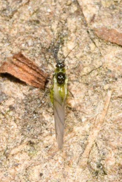 Aphididae - valódi levéltetvek