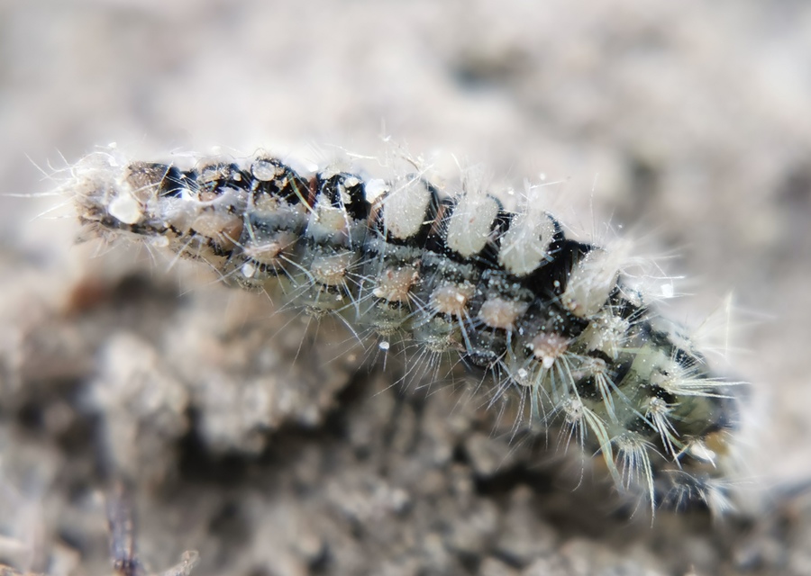 Orgyia antiqua - rozsdabarna kisszövő
