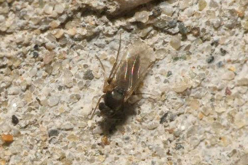 Phoridae - púposlégyfélék