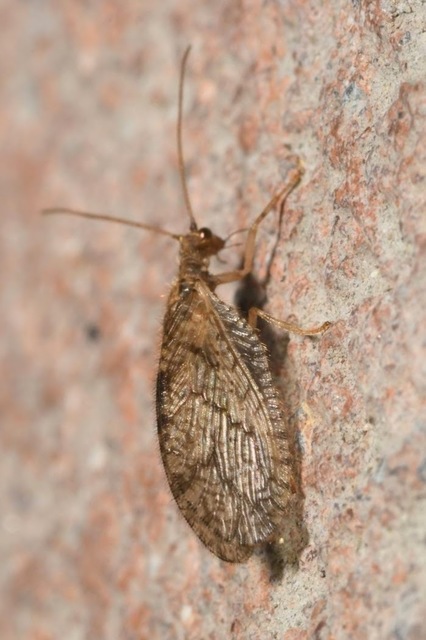 Micromus angulatus