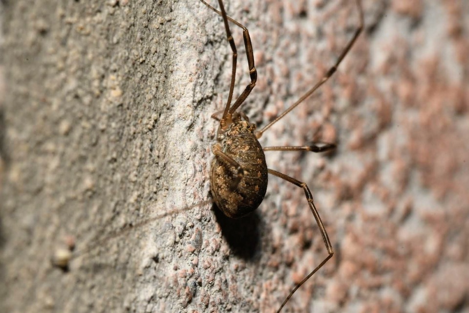 Phalangiidae