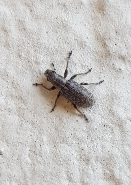 Sitona cylindricollis - hengerestorú csipkézőbogár