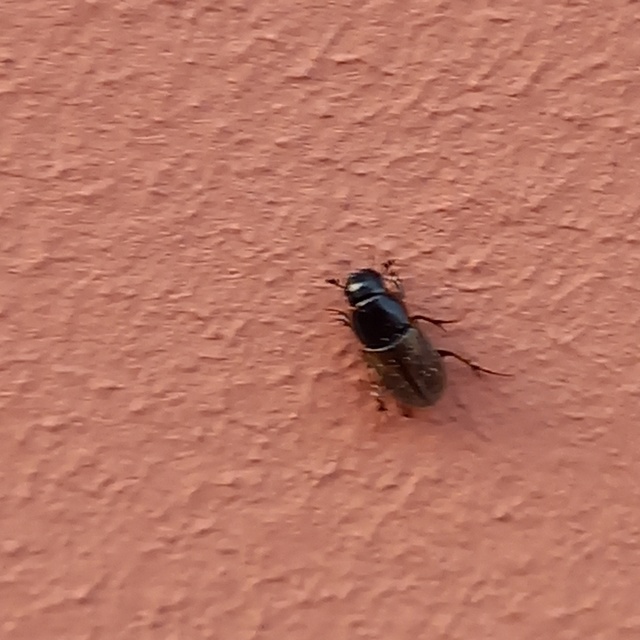 Aphodius prodromus - sárgalábú trágyabogár