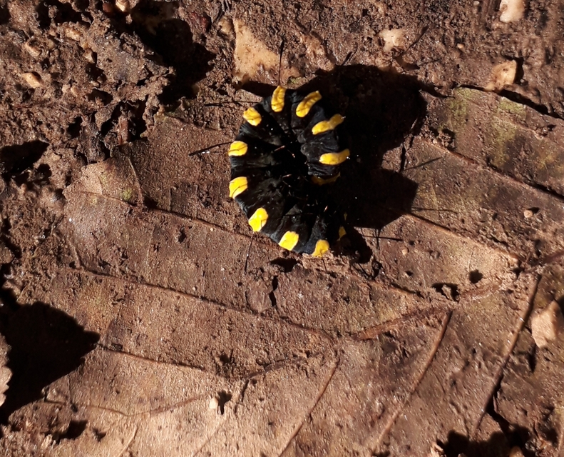 Acronicta alni - éger-szigonyosbagoly