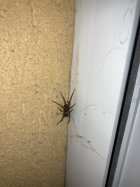 Eratigena agrestis - réti zugpók